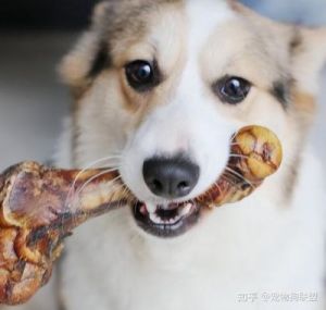 狗不能吃鸡骨头吗 狗能吃骨头吗
