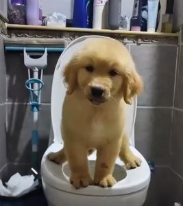 教小狗上厕所只用一招 小狗多大能洗澡