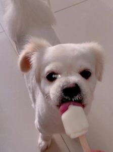 狗能吃雪糕吗 狗狗吃了雪糕会怎么样