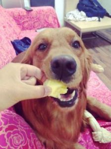 狗狗吃了一小块菠萝致命吗 狗狗吃了一小块海绵