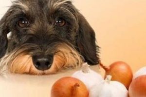 狗吃洋葱的补救办法 狗吃洋葱会有什么影响