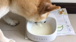 狗能吃酸奶吗 狗狗十大禁忌食物