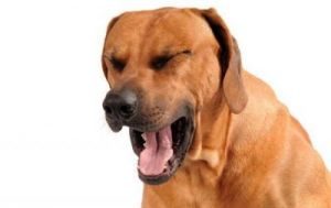 狗狗一直干咳 狗狗一直干咳像是喉咙卡东西一样
