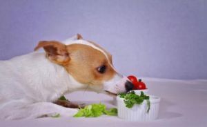 小狗能吃番茄 小狗可以吃番茄吗