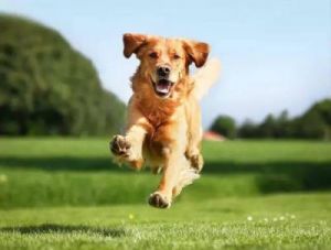 狗狗能跑步多少公里 狗狗跑几公里会累死吗