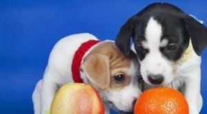 狗狗能吃橙子吗 狗狗不能吃的十大水果