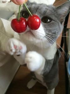 猫咪能不能吃樱桃 狗能吃樱桃不