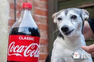 狗狗能喝可乐吗 狗狗不能吃的20种食物