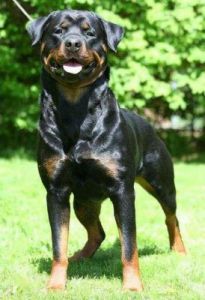 德国笃宾犬 罗威纳犬图片