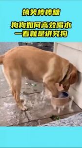 狗喝水视频大全完整版 狗喝水是啥意思
