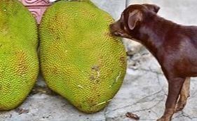 小狗能吃菠萝蜜吗 狗吃菠萝蜜会怎么样