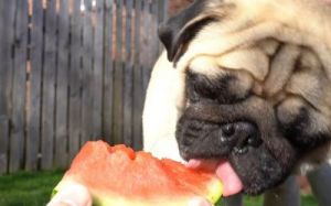 狗吃西瓜吗 狗吃西瓜图片