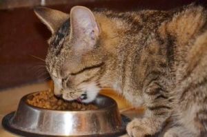 猫吃狗粮会有什么影响吗 国产十大最好猫粮