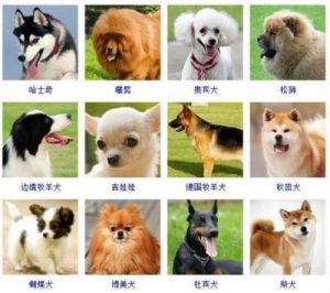 宠物狗狗品种大全及图片 盐田狗狗宠物聚会服务公司