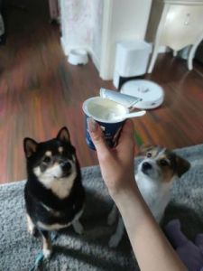 狗能喝奶茶吗 狗狗喝了奶茶怎么办
