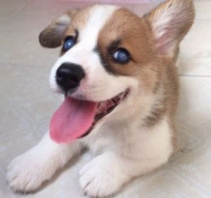 幼犬眼睛一层蓝膜 狗眼睛有一层浑浊的蓝膜