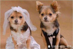 女狗婚姻配对 狗配对之后为什么分不开