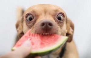 小狗可以吃西瓜吗 狗狗最爱吃的十种水果