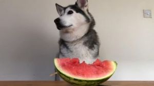 狗狗能吃西瓜 西瓜狗狗能吃吗