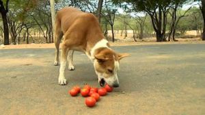 狗狗能不能吃圣女番茄 狗狗可以吃什么水果