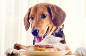 狗可以吃豆角吗 狗能吃豆角吗
