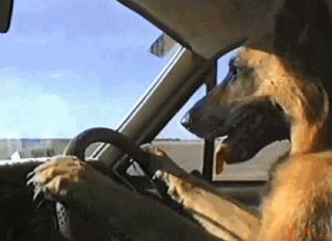 狗狗开车视频 怎么看待狗狗开车行为呢