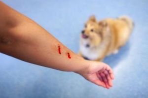狗狗被狗咬伤多久能打疫苗 被狗咬了但是狗狗打过疫苗