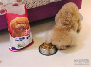 十斤的狗狗一天要吃几把狗粮 怎样给狗狗买营养狗粮吃