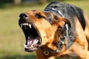 狗狗一般多大会攻击人呢 狗狗一般多大会掉牙