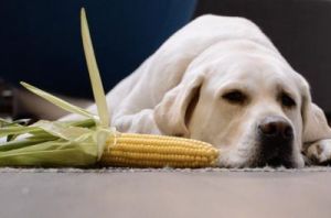狗可不可以吃玉米 狗能不能吃玉米