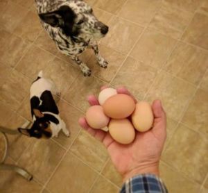 狗狗细小发烧可以吃鸡蛋吗 小朋友发烧可以吃鸡蛋吗