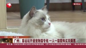广州客运站创新服务，推出宠物猫专线，一人一猫需购买同乘票