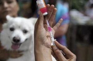 小狗多少天可以打第一针疫苗 小狗一共打几针疫苗