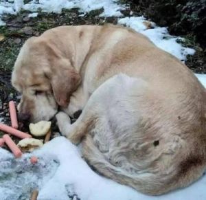 狗狗不吃食吃雪是咋回事 狗不吃食吃草怎么回事