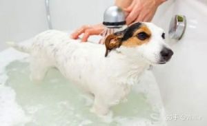两个月的狗狗可以洗澡吗 两只狗狗在山里洗澡英语
