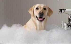 幼犬多久洗一次澡 狗狗吐白沫黏液怎么办