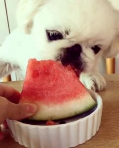 狗可以吃西瓜吗 狗可以吃什么