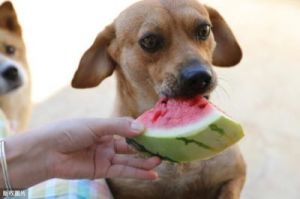 对狗狗最好的三种水果 狗能喝豆浆吗