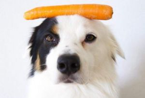 狗狗吃的胡萝卜要煮吗 狗狗能吃胡萝卜叶吗有毒吗