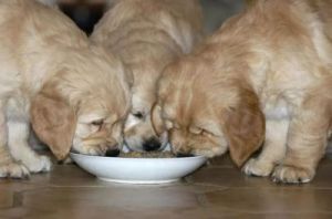猫条狗狗可以吃吗 狗狗零食猫能吃吗