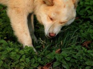 狗自己找草吃 狗是杂食动物吗