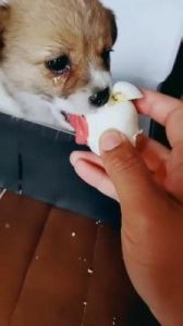 小狗能吃生鸡蛋吗 一个月幼犬喂养方法