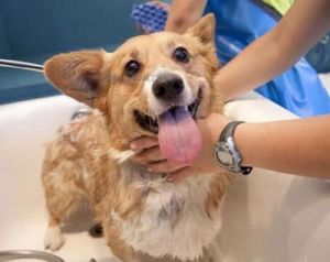 小狗洗澡水温多少度 狗身上跳蚤虫图片