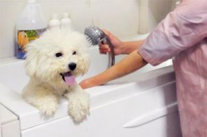 怎么给狗狗洗澡才能干净 吸氧机能不能给狗狗洗澡