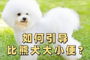 比熊怎么训练大小便 柯基犬一天喂几次