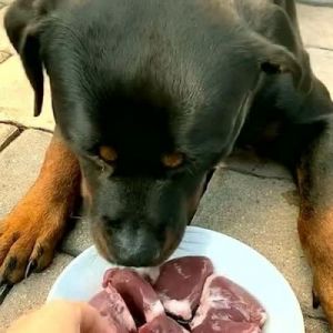 狗吃生肉会变凶吗 是真的吗 网上直播吃生肉是真的吗