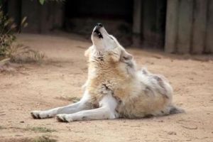 狗发出狼叫的声音是不是不好 狗狗为什么会发出狼的声音
