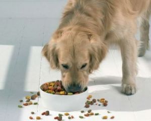 狗狗怎么从湿粮换干粮 狗狗经常吃干粮好不好