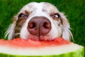 狗狗能吃蓝莓吗 狗狗智商高的5个表现