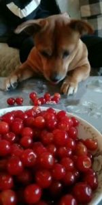 狗狗能不能吃樱桃 吃樱桃后狗狗死了一只